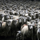 A flock of sheep are herded up.
